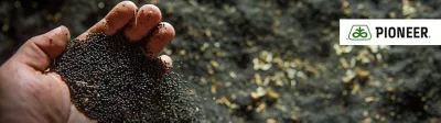 OSR Seeds mobile