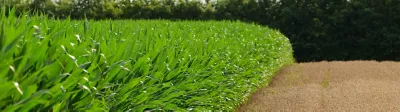 Hero Image Nitrogen Management