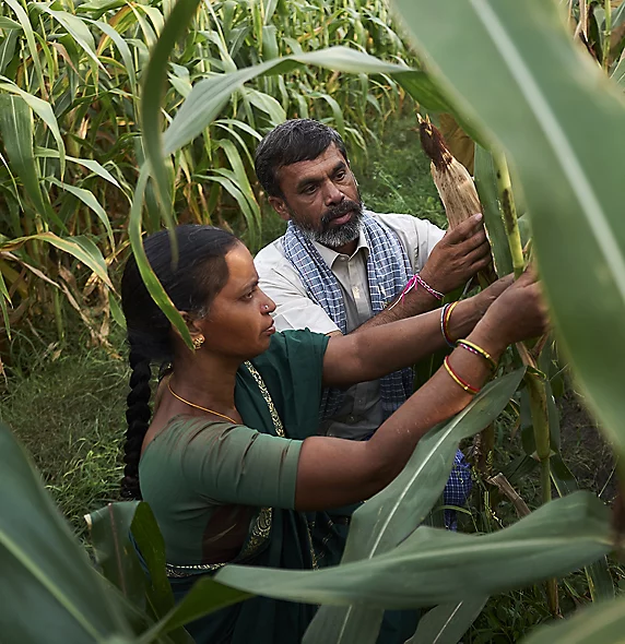 Farmers inspecting corn