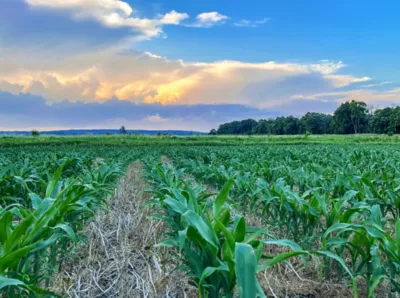crop rows green rolling landscape