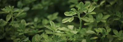 Imagen primer plano de alfalfa desktop