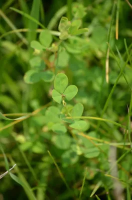 annual lespedeza
