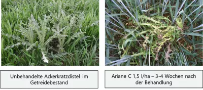 Ariane C Ackerkratzdistel 