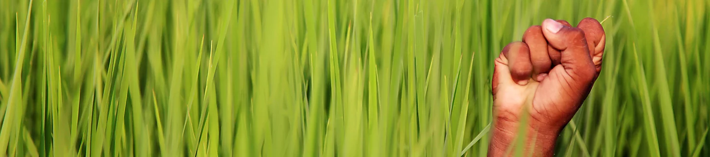 hand green field