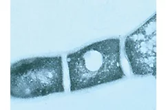 IMG-Bacteria-Corteva-Global-V2
