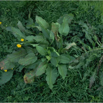 Broad-leaved weeds with large green leaves, some brown-spotted, among grass with small yellow flowers.
