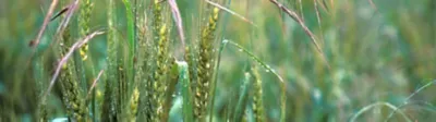 Brome