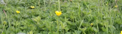 Buttercup