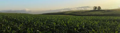 Agricultor sembrando