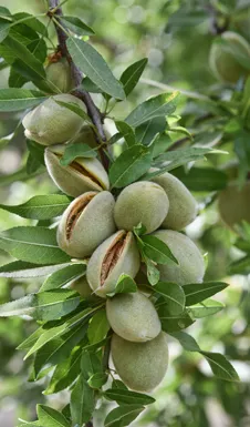 tree nuts