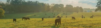 Cattle grazing and low sun