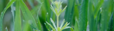 Cleavers