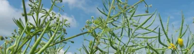Cleavers in oilseed rape