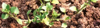 Common-Chickweed