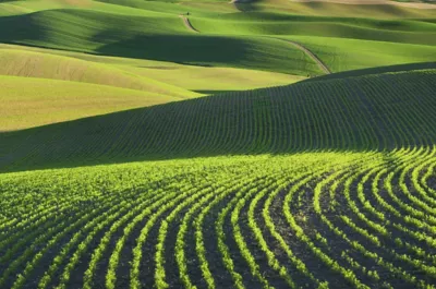 A close-up of contour lines