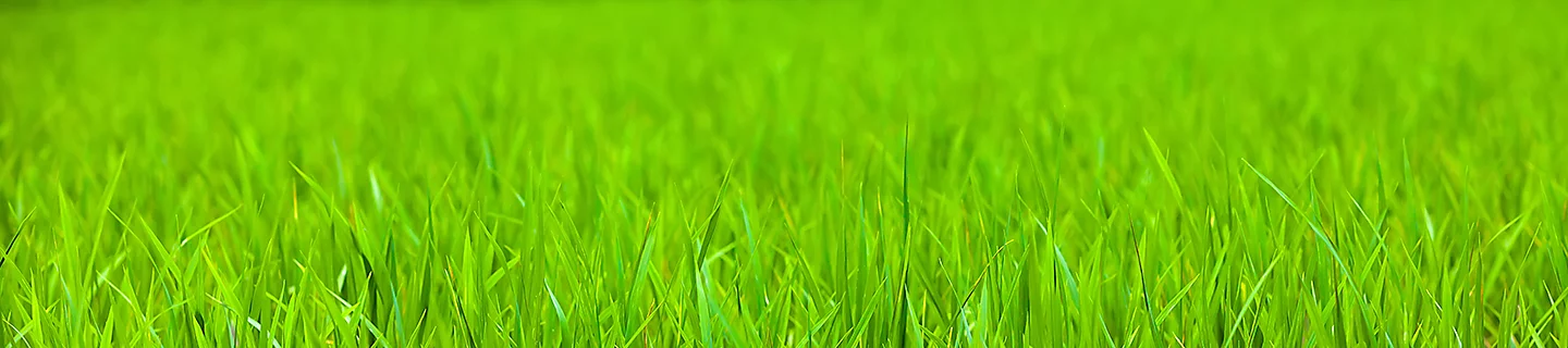 Rice fields