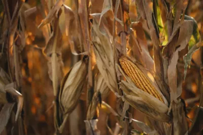 ear of corn