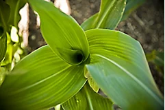 biocontrol produkte