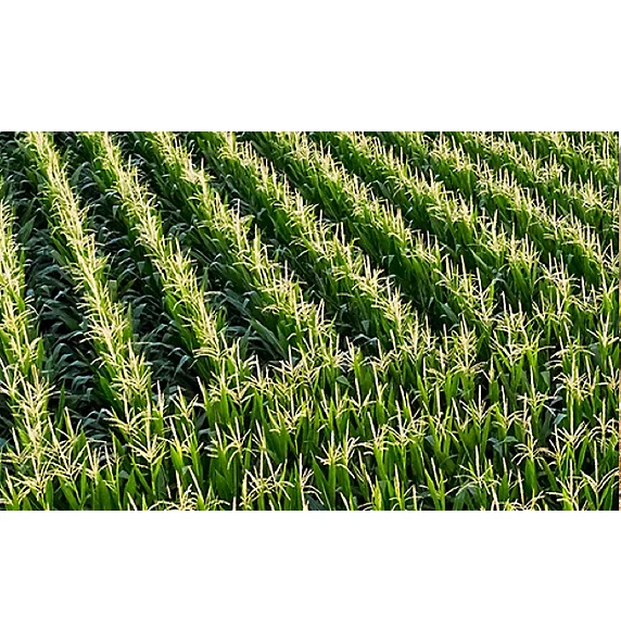Rows of corn in field