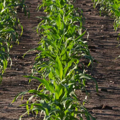 Resicore® REV herbicide for corn.