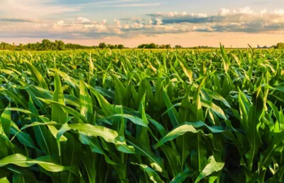 Cornfield close up in sunlight under partly cloudy sky