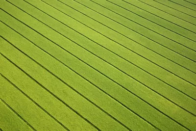 Green Crop Rows aerial view