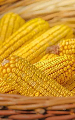 yellow ears of corn