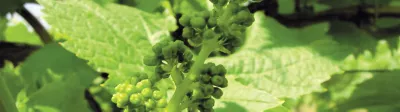 Corteva Weinbau
