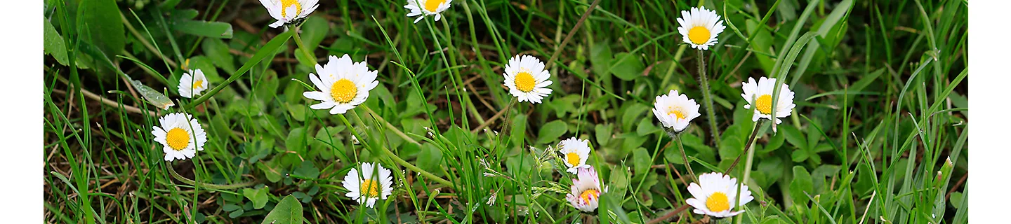 daisy