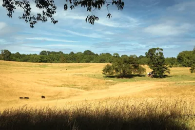 black cows grazing in pasture