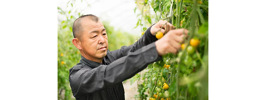 Male farmer checking tomato plant