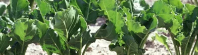Sugar-beet-growing