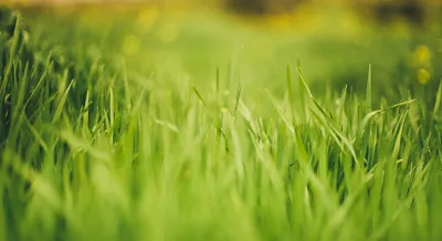 Grass