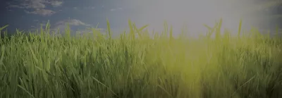 Grass and bright sun