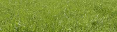 Grassland