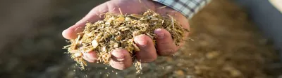 Maize Silage