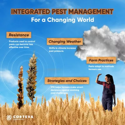 Female farmer in field of wheat with blue sky and clouds and inset of wheat stalk with fungal disease damage. Integrated Pest Management is for a changing world to help farmers manage resistance and changing weather and support farm practices, strategies and choices.
