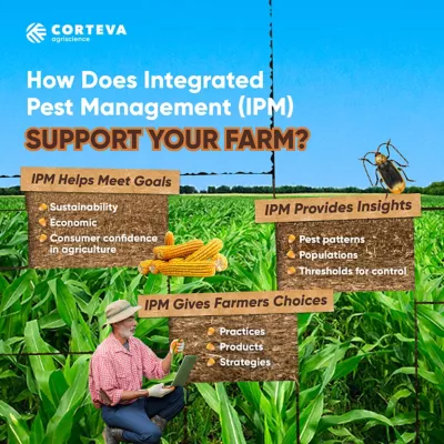 Older male farmer in hat in corn field examining crops. How does integrated pest management support your farm? IPM helps meet goals, provides insights and gives farmers choices.