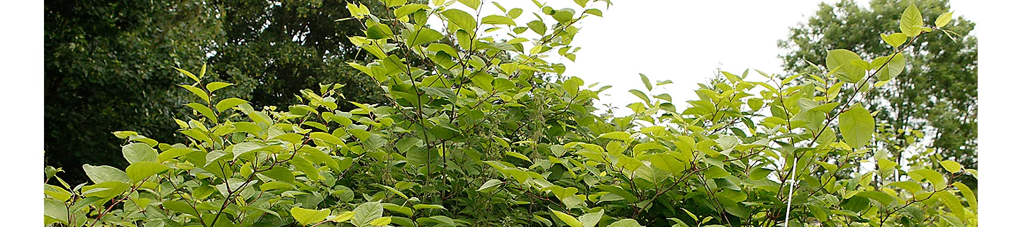 Japanese knotweed