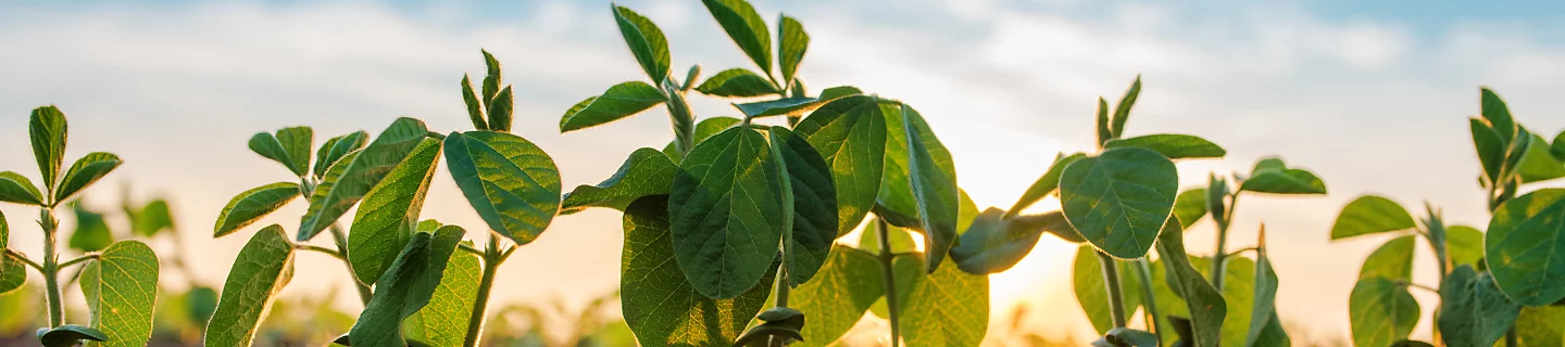 soyabean plants