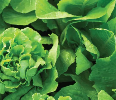 Leafy Vegetables