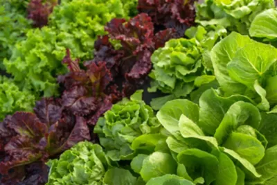 Lettuce Banner