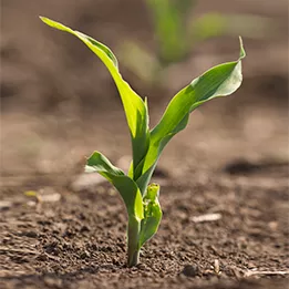 Maíz planta