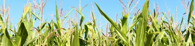 Maize Hero