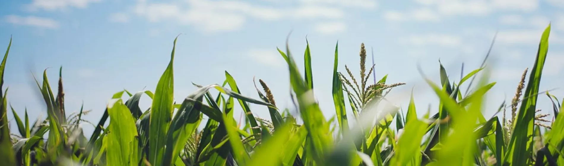 Maize Hero