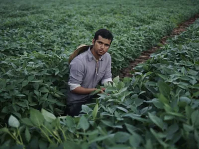 Man in soy