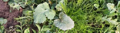 Mayweed-in-oilseed-rape