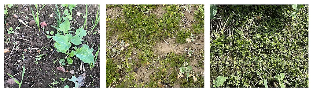 Mayweed in OSR