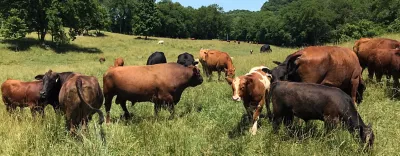 Midwest pasture cows