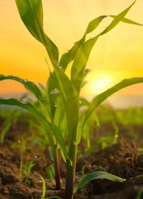 Corn News